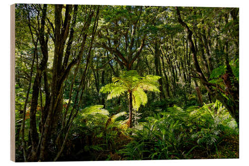 Wood print Tree fern in the rainforest New Zealand