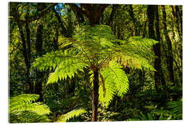 Obraz na szkle akrylowym Tree fern (Cyatheales) in Milford Sound New Zealand