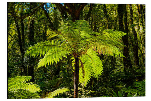 Cuadro de aluminio Tree fern (Cyatheales) in Milford Sound New Zealand