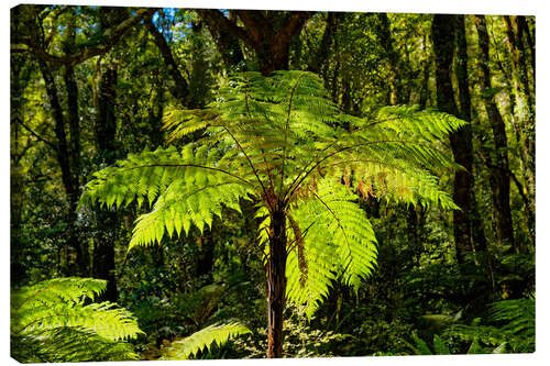 Tableau sur toile Tree fern (Cyatheales) in Milford Sound New Zealand