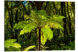 Tableau en plexi-alu Tree fern (Cyatheales) in Milford Sound New Zealand