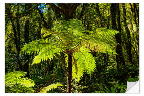 Wandsticker Baumfarn (Cyatheales) im Milfordsound Neuseeland