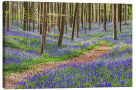 Canvas print Path through the blue forest