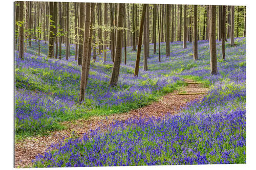 Gallery print Path through the blue forest