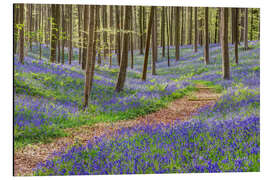 Magnettafel Weg durch den blauen Wald