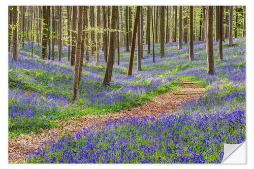 Naklejka na ścianę Path through the blue forest