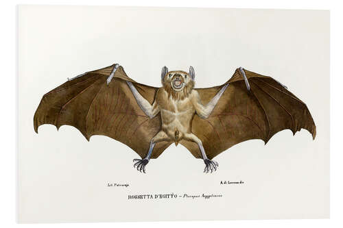 Foam board print Egyptian Fruit Bat