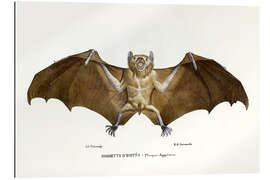 Quadro em plexi-alumínio Egyptian Fruit Bat