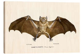 Wood print Egyptian Fruit Bat