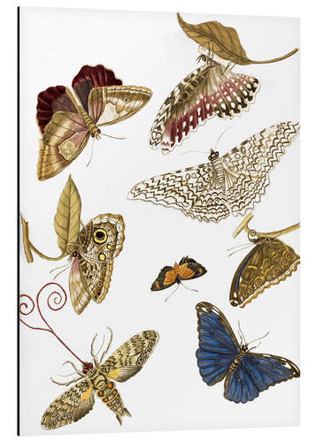 Aluminium print Moths and butterfiles