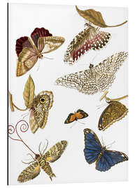 Aluminium print Moths and butterfiles