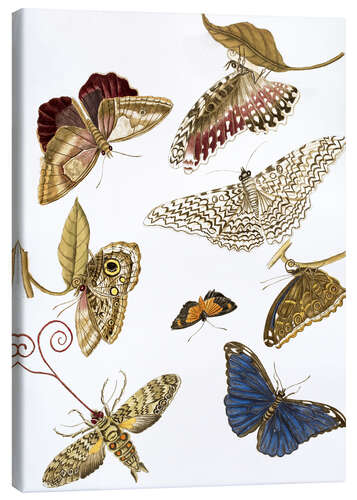 Canvas-taulu Moths and butterfiles