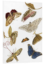 Foam board print Moths and butterfiles