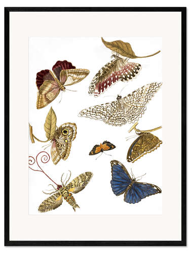 Framed art print Moths and butterfiles