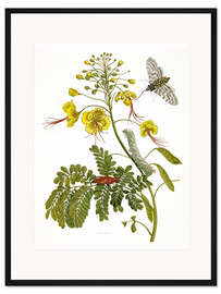 Gerahmter Kunstdruck Eine Motte und eine Raupe