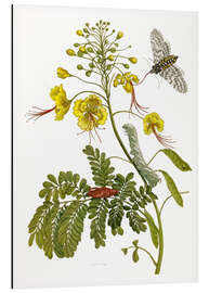 Magnettafel Eine Motte und eine Raupe