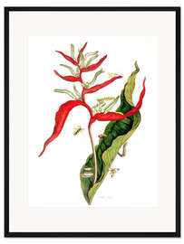 Gerahmter Kunstdruck Insekten