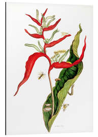 Magnettafel Insekten