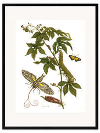 Framed art print Caterpillars feeding on a plant