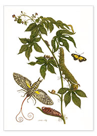 Wall print  Caterpillars feeding on a plant - Maria Sibylla Merian