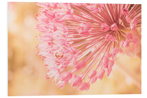 Foam board print Creamy Summer - Allium in Pink