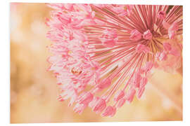 Foam board print Creamy Summer - Allium in Pink