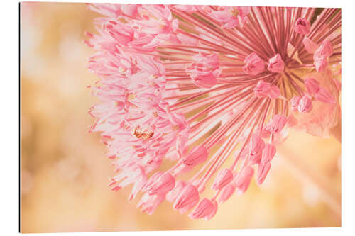 Gallery print Creamy Summer - Allium in Pink