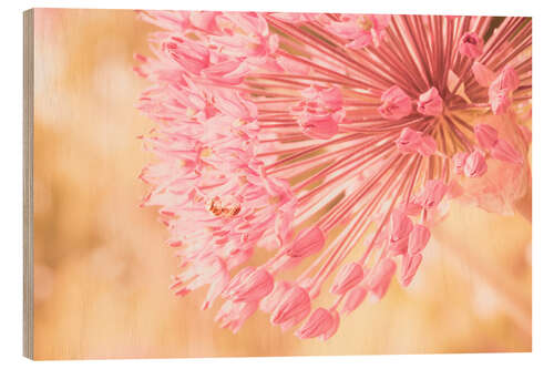 Wood print Creamy Summer - Allium in Pink