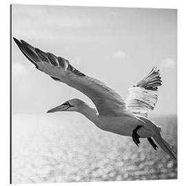 Tableau en aluminium Gannets on Helgoland II