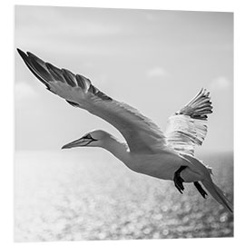 Foam board print Gannets on Helgoland II