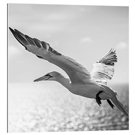 Tableau en plexi-alu Gannets on Helgoland II