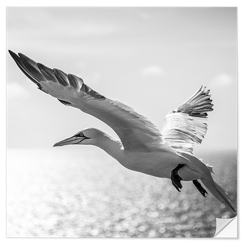 Selvklebende plakat Gannets on Helgoland II