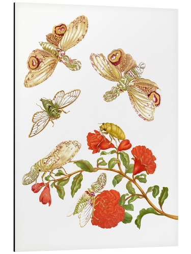 Stampa su alluminio Pomegranate with Lantern Fly and Cicada