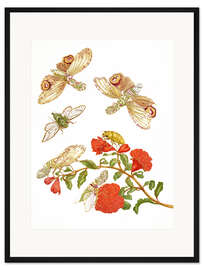 Gerahmter Kunstdruck Granatapfel mit Fliegen und Zikaden
