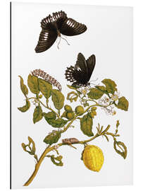 Magnettafel Pfeilritter