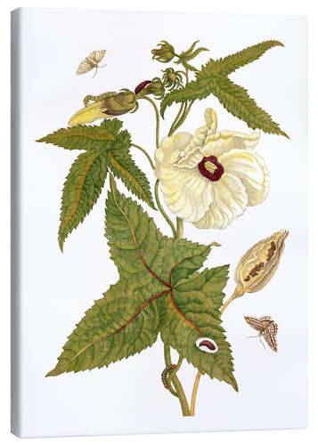 Canvas print musk plant with lepidoptera metamorphosis