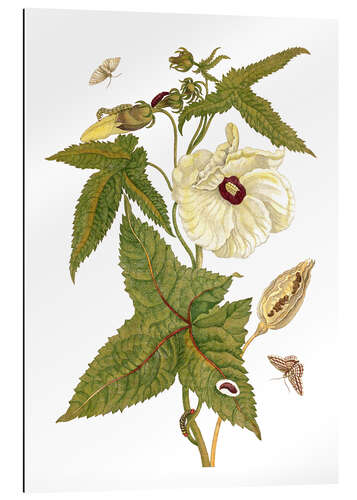 Gallery print musk plant with lepidoptera metamorphosis