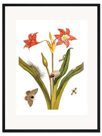 Gerahmter Kunstdruck Lilie mit Lepidoptera Metamorphose