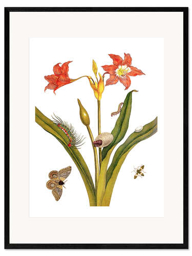 Plakat artystyczny premium w ramie lily with lepidoptera metamorphosis