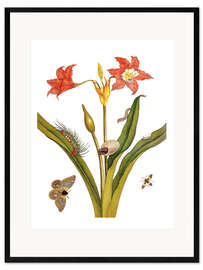 Plakat artystyczny premium w ramie lily with lepidoptera metamorphosis