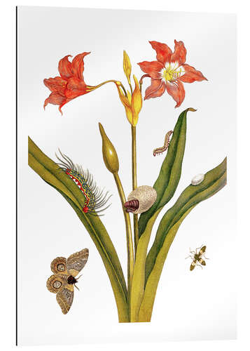 Gallery print lily with lepidoptera metamorphosis