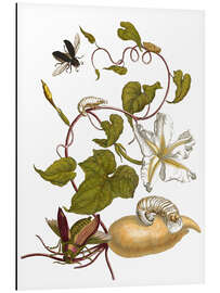 Magnettafel Weiße Kartoffel mit Lepidoptera Metamorphose