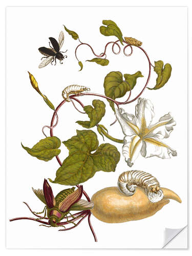 Wandsticker Weiße Kartoffel mit Lepidoptera Metamorphose