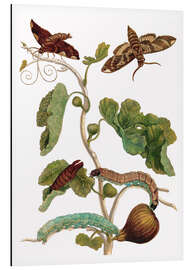 Magnettafel Feigenbaum mit Lepidoptera Metamorphose