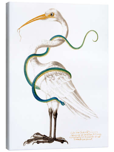 Canvas print Heron encircled by a snake, with a worm in his bill