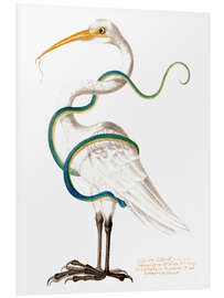 Foam board print Heron encircled by a snake, with a worm in his bill