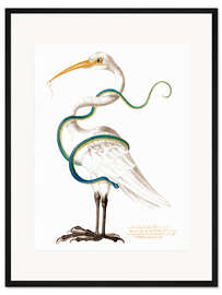 Gerahmter Kunstdruck Reiher umkreist von einer Schlange, mit einem Wurm in seinem Schnabel