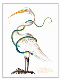 Poster  Heron encircled by a snake, with a worm in his bill - Maria Sibylla Merian
