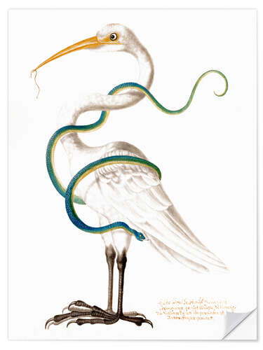 Autocolante decorativo Heron encircled by a snake, with a worm in his bill