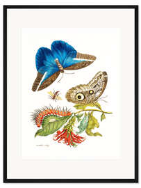 Gerahmter Kunstdruck Vogelfalter